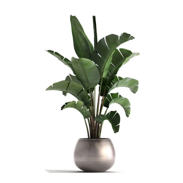 Pianta