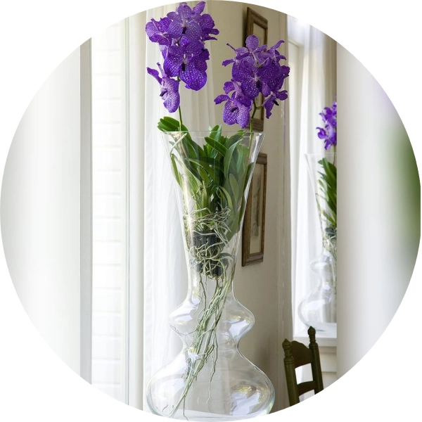 Orchidea vanda