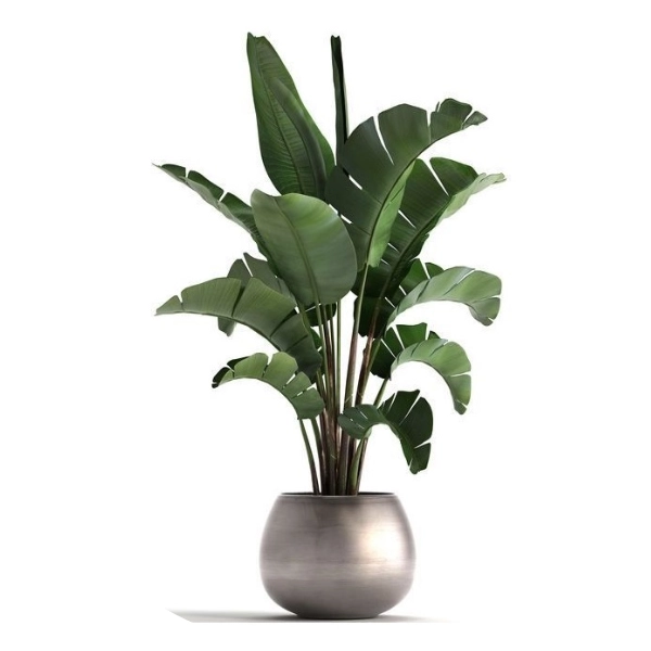 Pianta