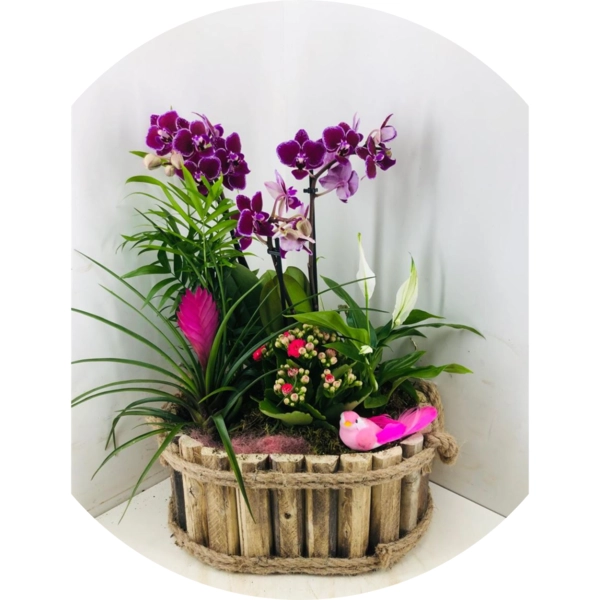 Composizione orchidea e piante