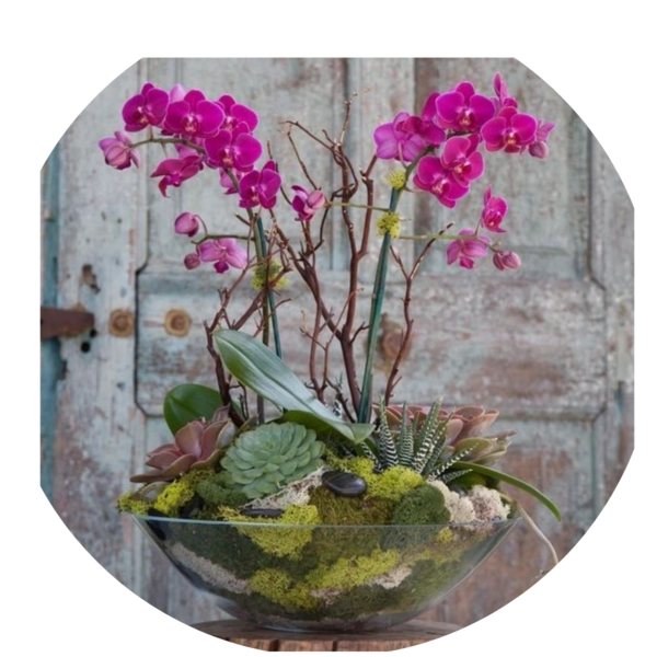 Composizione extra orchidea e piante grasse