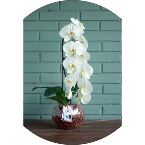 Orchidae Phal cascata XL