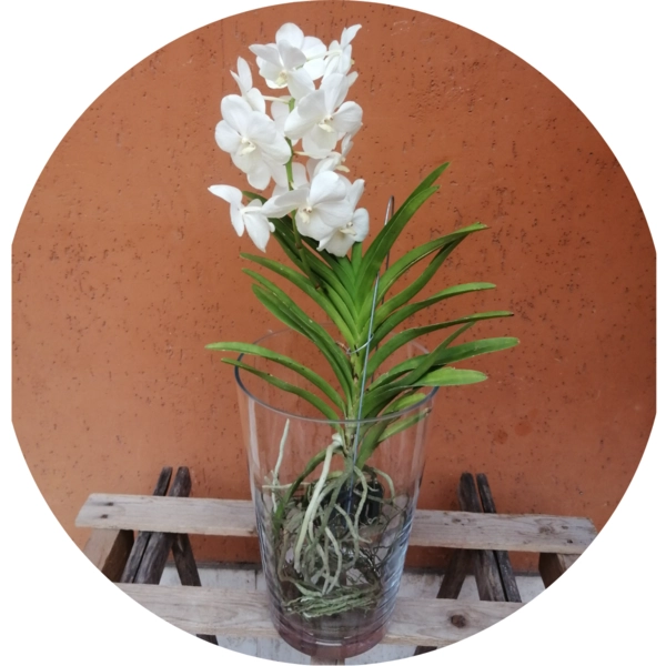 Orchidea vanda grande
