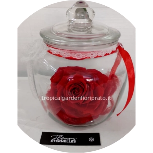 Rosa rossa stabilizzata XXL
