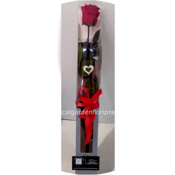Rosa stabilizzata gambo lungo con scatola elegante