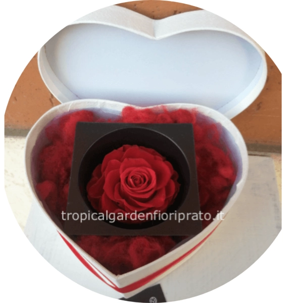 Rosa rossa stabilizzata XXL flower box