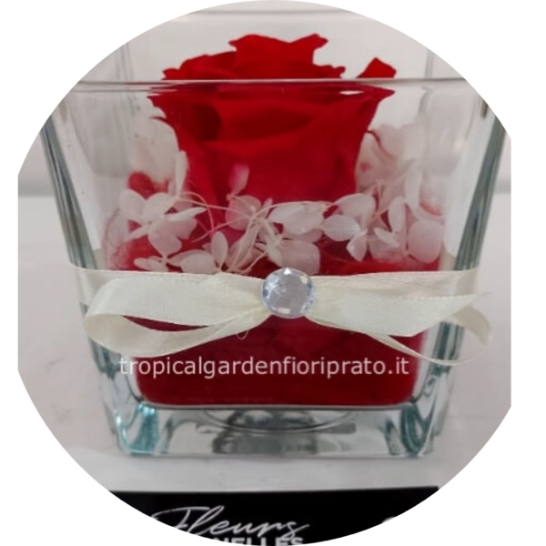 Rosa rossa stabilizzata nel cubo