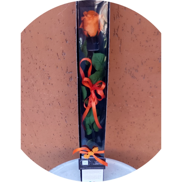 Rosa arancione stabilizzata a gambo lungo